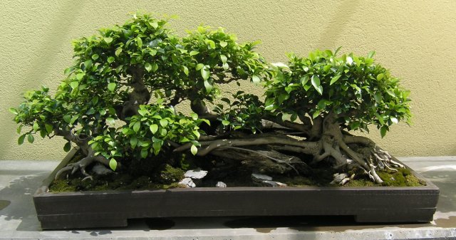 Bonsai