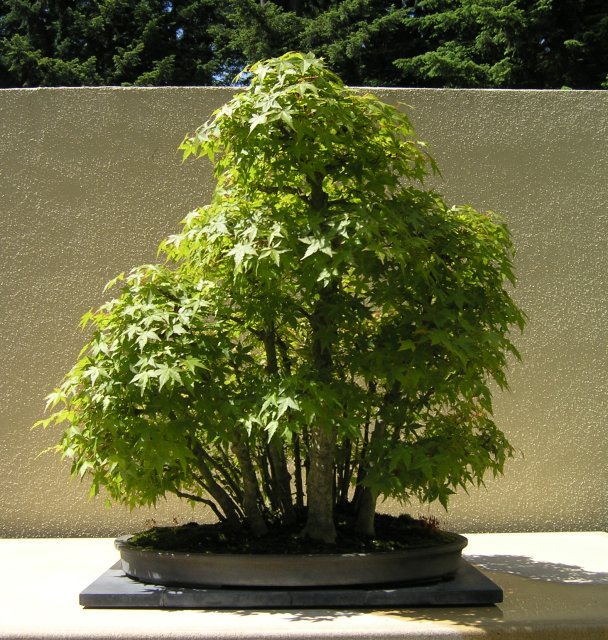 Bonsai