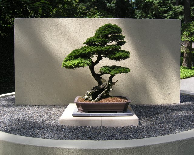 Bonsai