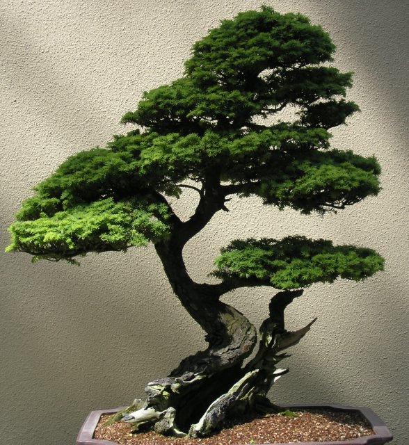 Bonsai